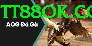 Đá Gà Trực Tiếp - Trải nghiệm tuyệt vời - Bang hội