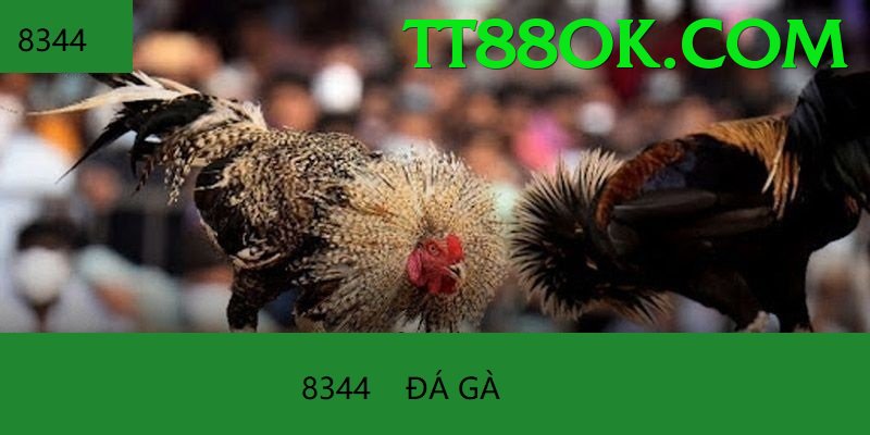 Đá Gà Trực Tiếp - Ưu đãi đặc biệt - Chơi trên trình duyệt